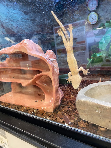 Pet Supply Store «Petco Animal Supplies», reviews and photos, 848 N Colony Rd c, Wallingford, CT 06492, USA