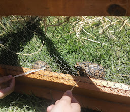Cheetah Outreach photo