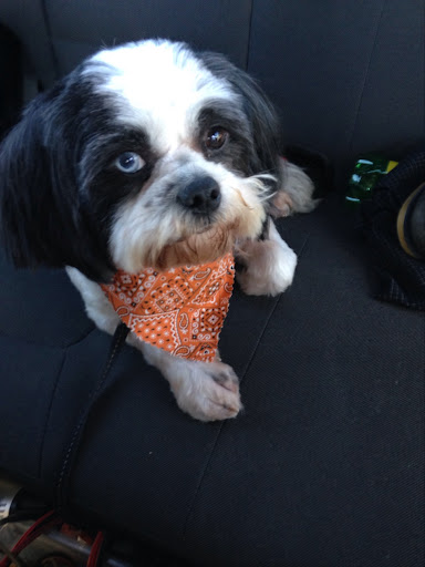 Pet Supply Store «Paws Pet Supply and Grooming», reviews and photos, 7571 Barnett Way, Powell, TN 37849, USA