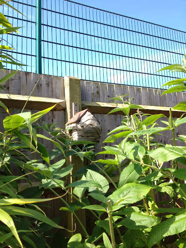 Wasp Warriors Wasp Nest Removal