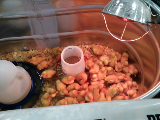 Home Improvement Store «Tractor Supply Co.», reviews and photos, 8135 Brookville Rd, Indianapolis, IN 46239, USA