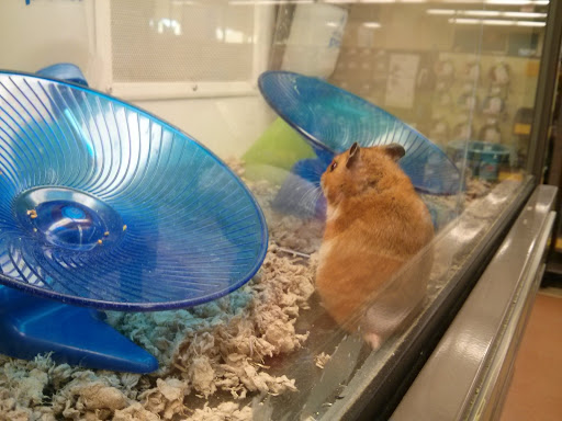 Pet Supply Store «Petco Animal Supplies», reviews and photos, 86 Storrs Rd, Mansfield Center, CT 06250, USA