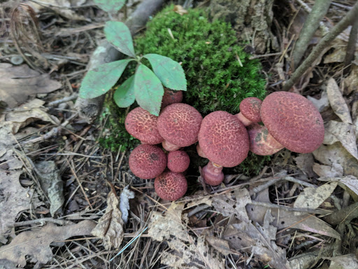 State Park «Wilson Mountain Reservation», reviews and photos, 384 Common St, Dedham, MA 02026, USA