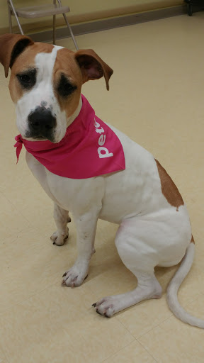 Pet Supply Store «Petco Animal Supplies», reviews and photos, 101 Hale Rd, Manchester, CT 06042, USA