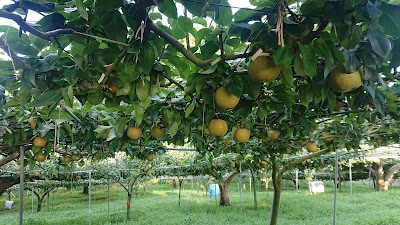 高田農園