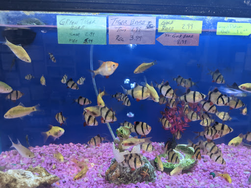 Tropical Fish Store «Coral Reef Aquariums», reviews and photos, 8416 N Armenia Ave, Tampa, FL 33604, USA