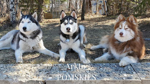 Arkto Pomskies