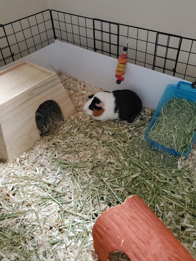 Pet Supply Store «PetSmart», reviews and photos, 2101 Elmwood Ave, Buffalo, NY 14207, USA