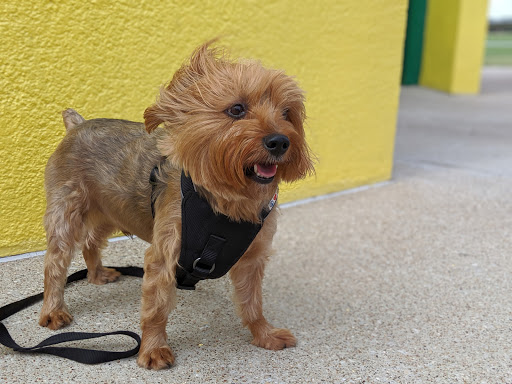 City Park «Celebration Park», reviews and photos, 701 Angel Pkwy, Allen, TX 75002, USA