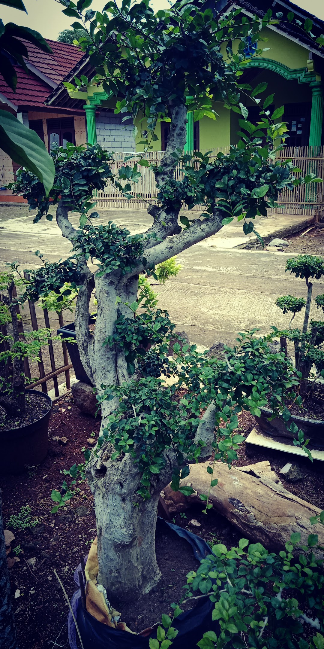bonsai win