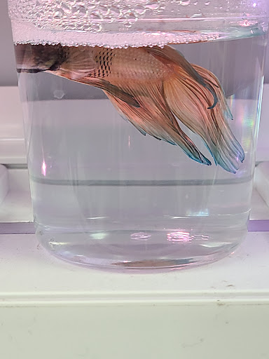 Pet Supply Store «Incredible Pets», reviews and photos, 649 Sutton Way, Grass Valley, CA 95945, USA