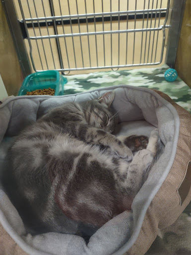 Pet Supply Store «PetSmart», reviews and photos, 104 TX-332, Lake Jackson, TX 77566, USA