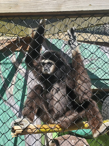 Zoo «Wildlife Wonders», reviews and photos, 2754 Paradise Valley Rd, Cleveland, GA 30528, USA