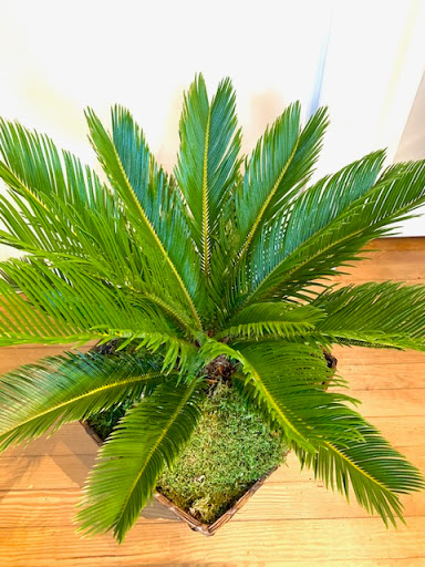 Florist «Medford Florist», reviews and photos, 38 S Main St, Medford, NJ 08055, USA