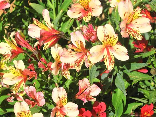 Comentarii opinii despre Vivero De Rosas "Rousen "