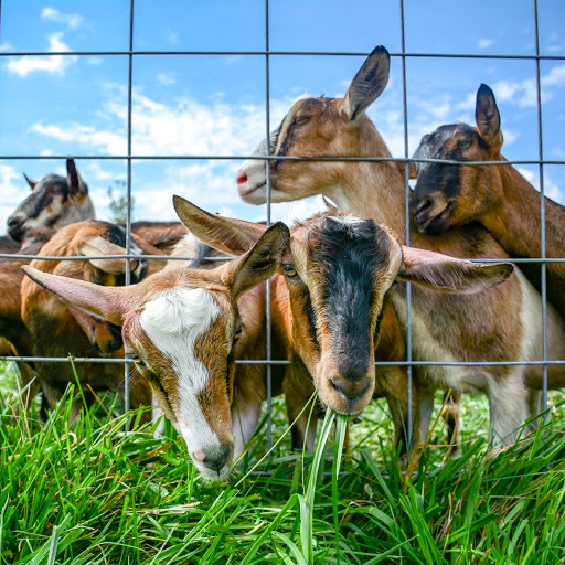 Farm «Goat Milk Stuff», reviews and photos, 76 S Lake Rd N, Scottsburg, IN 47170, USA