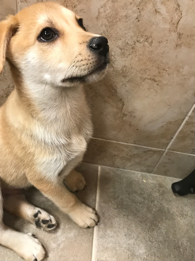 Pet Store «Perfect Pets», reviews and photos, 6840 S University Blvd #410, Centennial, CO 80122, USA