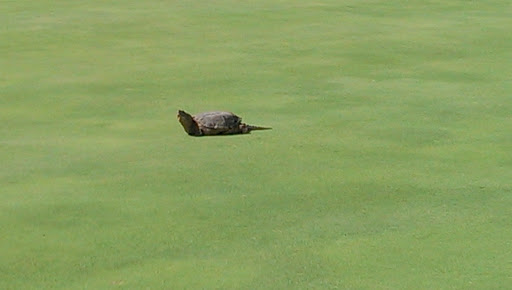 Golf Course «Wolves Crossing Golf Course», reviews and photos, 23745 N Centennial Rd, Jerseyville, IL 62052, USA