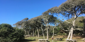 Myrtle Beach State Park