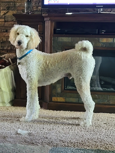 Pampered Pets Day Spa