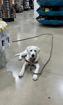 Canine Solutions Dog Training - Photo 6 - Car repair in Spring Hill, KS, Overland Park