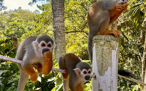 Monkey Jungle Dominican Republic image