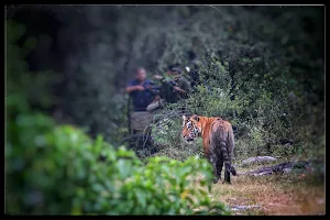 Sariska Wild Ventures-Experience Tiger Adventures in Sariska image
