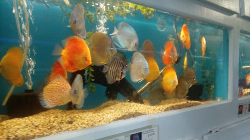 Tropical Fish Store «C K Fish World», reviews and photos, 410 N Azusa Ave, West Covina, CA 91791, USA