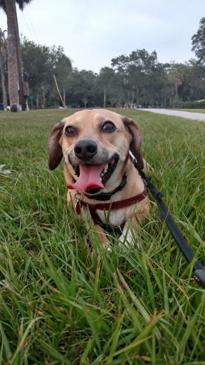 Park «MacFarlane Park», reviews and photos, 1700 N Macdill Ave, Tampa, FL 33607, USA