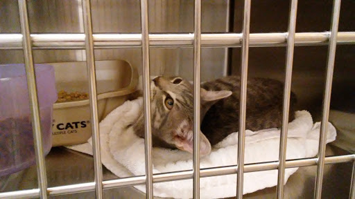 Pet Supply Store «PetSmart», reviews and photos, 3540 Youngfield St, Wheat Ridge, CO 80033, USA