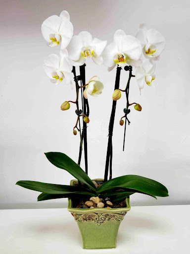 Florist «Bixby Knolls Flowers», reviews and photos, 3901 Long Beach Blvd, Long Beach, CA 90807, USA