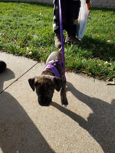 Pet Supply Store «Petco Animal Supplies», reviews and photos, 12765 Harper Village Dr #140, Battle Creek, MI 49014, USA