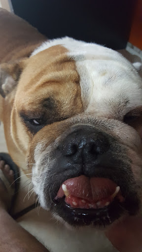 Tobacco Shop «Blown Glass Gifts», reviews and photos, 236 E Bridge St Unit A, Brighton, CO 80601, USA