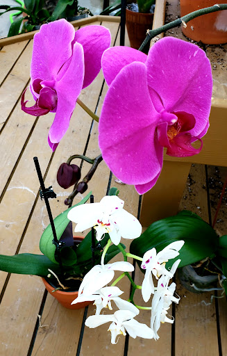 Garden Center «Dees Nursery & Florist», reviews and photos, 69 Atlantic Ave, Oceanside, NY 11572, USA