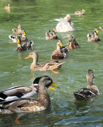 Park «Marquette Park», reviews and photos, 6743 S Kedzie Ave, Chicago, IL 60629, USA