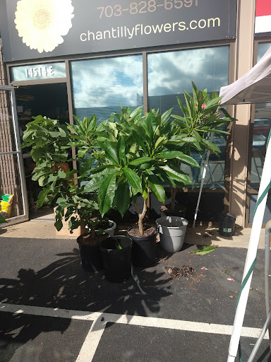Florist «Chantilly Flowers», reviews and photos, 14514 Lee Rd E, Chantilly, VA 20151, USA