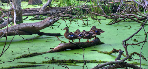 Nature Preserve «Forest Glen Woods», reviews and photos, 5420 N Forest Glen Ave, Chicago, IL 60630, USA