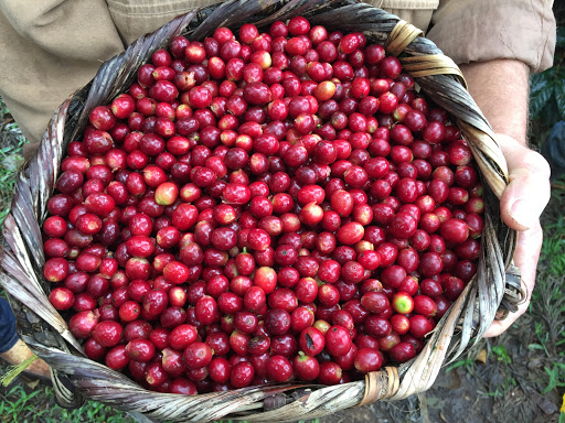 Coffee Store «Mayorga Organics», reviews and photos, 1029 E Gude Dr, Rockville, MD 20850, USA