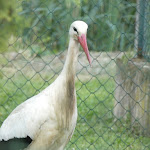 Photo n° 1 de l'avis de Juliette.i fait le 24/05/2023 à 08:18 pour Parc à cigognes à Eguisheim