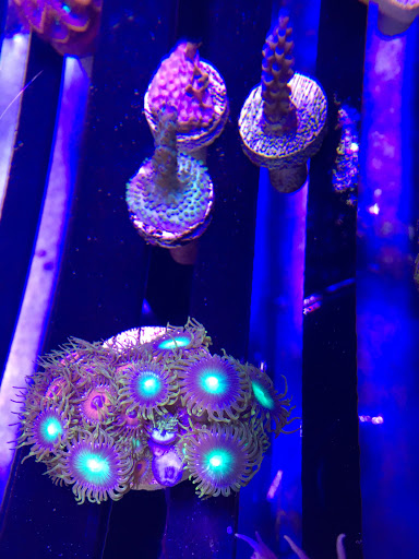 Aquarium «Artistic Aquariums, Inc», reviews and photos, 3400 N Arizona Ave #111, Chandler, AZ 85225, USA