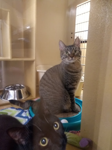 Pet Supply Store «PetSmart», reviews and photos, 156 Old Little Britain Rd, Newburgh, NY 12550, USA