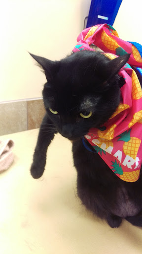 Pet Supply Store «PetSmart», reviews and photos, 3794 Easton-Nazareth Hwy, Easton, PA 18045, USA