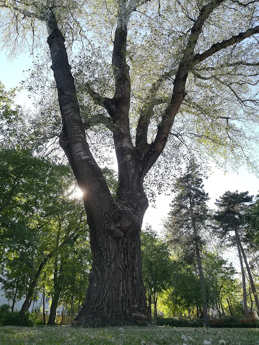 Értékelések erről a helyről: Győr Erzsbet park Óriás fa tövében, Győr - Szórakozóhely