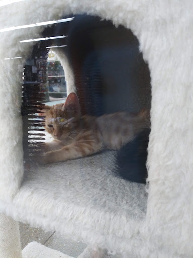 Pet Supply Store «Petco Animal Supplies», reviews and photos, 2358 S Range Ave, Denham Springs, LA 70726, USA