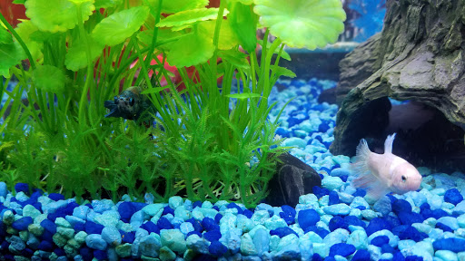 Pet Supply Store «Pet Supplies Plus», reviews and photos, 585 Moseley Rd, Fairport, NY 14450, USA