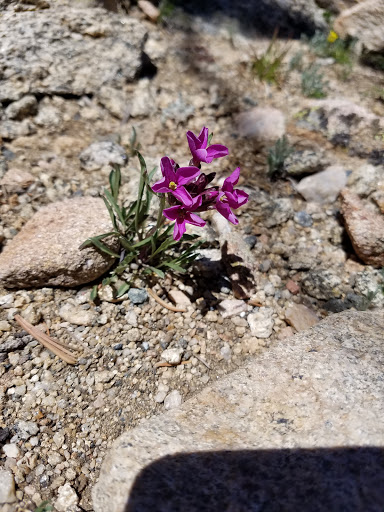 Nature Preserve «Mount Goliath Natural Area», reviews and photos, Mt Evans Rd, Evergreen, CO 80439, USA