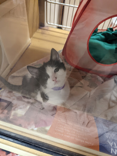 Pet Supply Store «PetSmart», reviews and photos, 6348 Foothill Blvd, Tujunga, CA 91042, USA