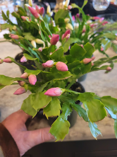 Florist «Floral Designs of Mount Joy», reviews and photos, 102 E Main St, Mount Joy, PA 17552, USA