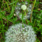 Photo n°10 de l'avis de Daniela.. fait le 23/05/2021 à 06:42 sur le  Zum Nordpol à Schenefeld