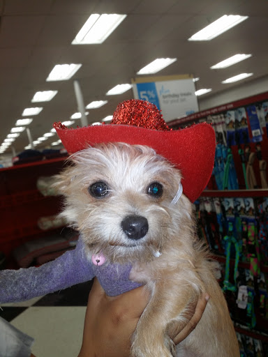 Pet Supply Store «Petco Animal Supplies», reviews and photos, 1410 N Loop 336 W, Conroe, TX 77304, USA